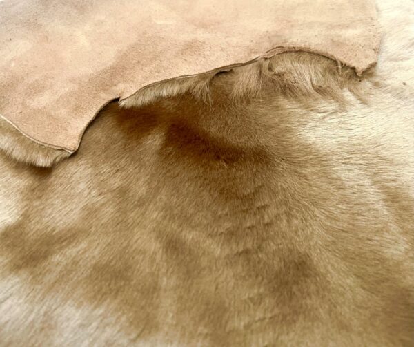 Shaved Toscana Camel : 33 Piece Shearling Bundle With Suede Reverse (Ref-gh.eol) - Image 3