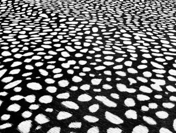Hair-On Side : Cheetah Black With White Spots, Tight Print (1.2-1.4mm 3oz) 15 Discontinued - Image 2